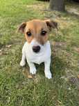 Suczka Desi Jack Russell Terrier