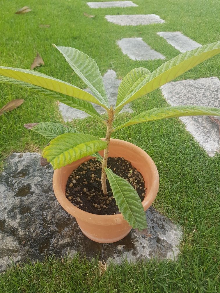 Árvore Nespereira(última).