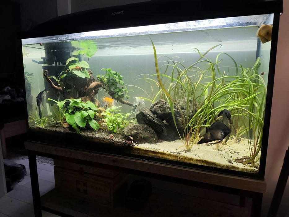 Akwarium 112 L z obsadą