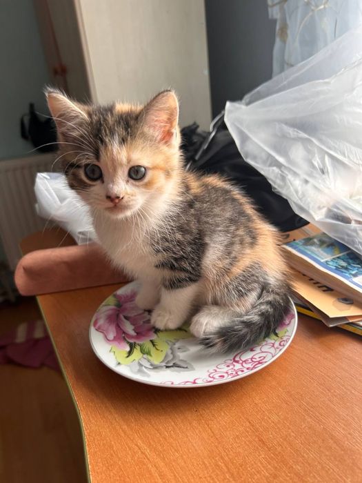 Трьохмасна кішка