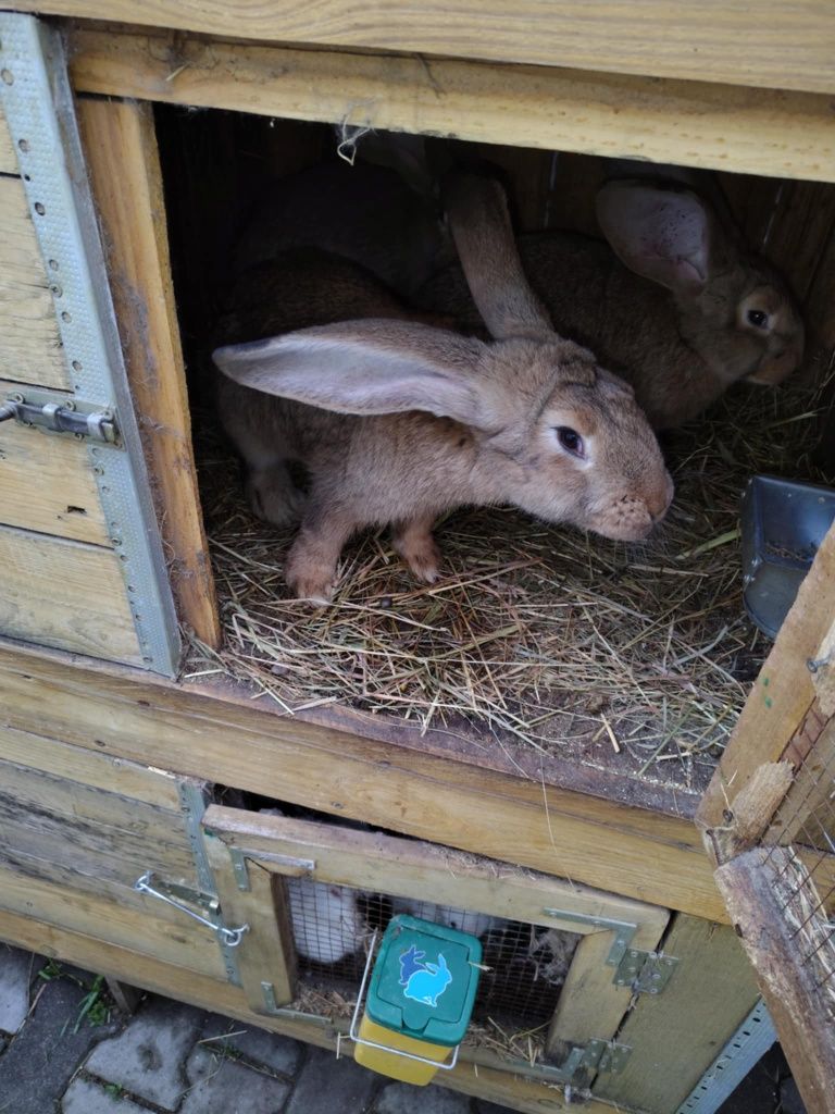 Kroliki belgi i kalifornijskie