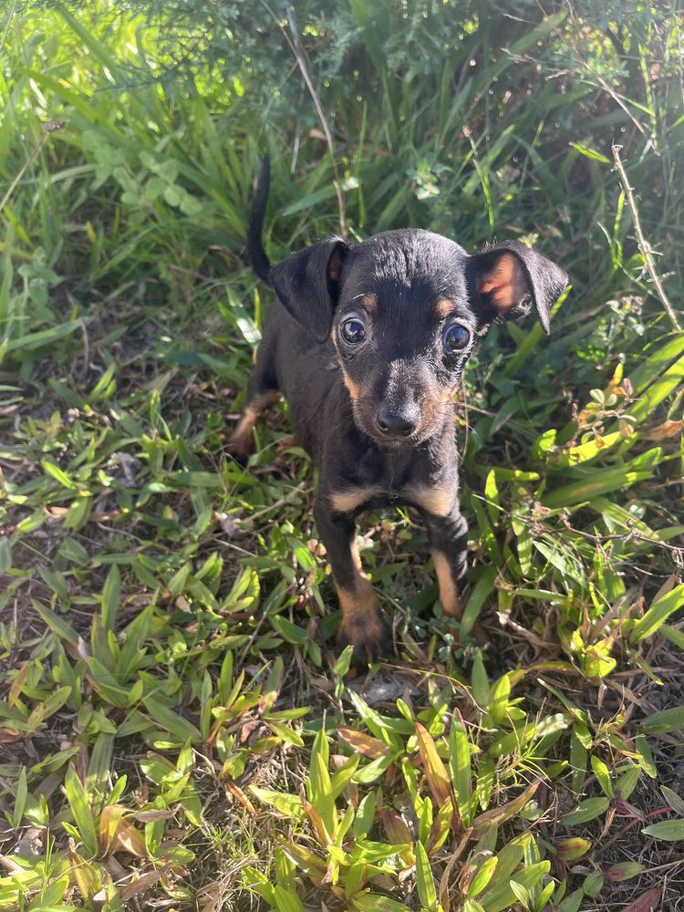 Menino pinscher miniatura