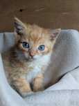 Kot kotek do adopcji