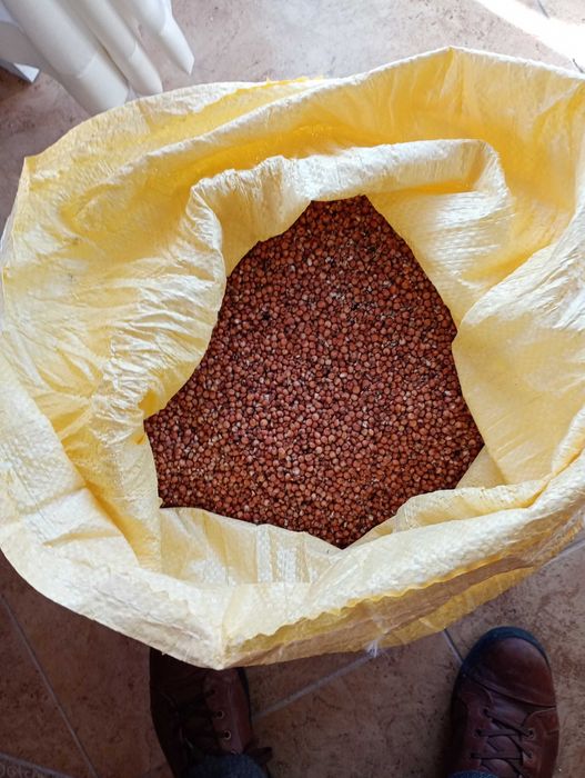 Sorgo czerwone suche