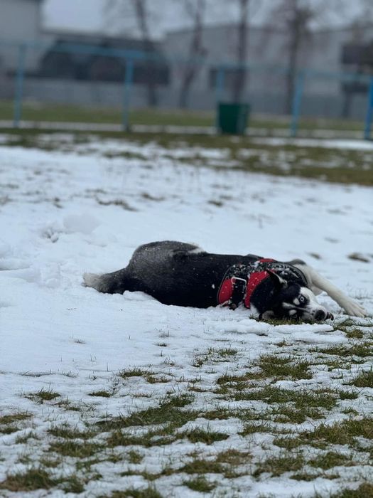 Oddam tylko w dobre ręce!