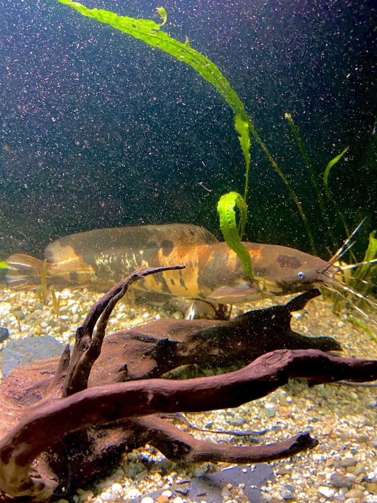 Sum Clarias Duża ryba Ponad 40cm