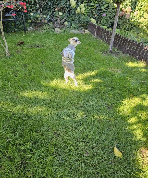 **Suczka red merle chihuahua **