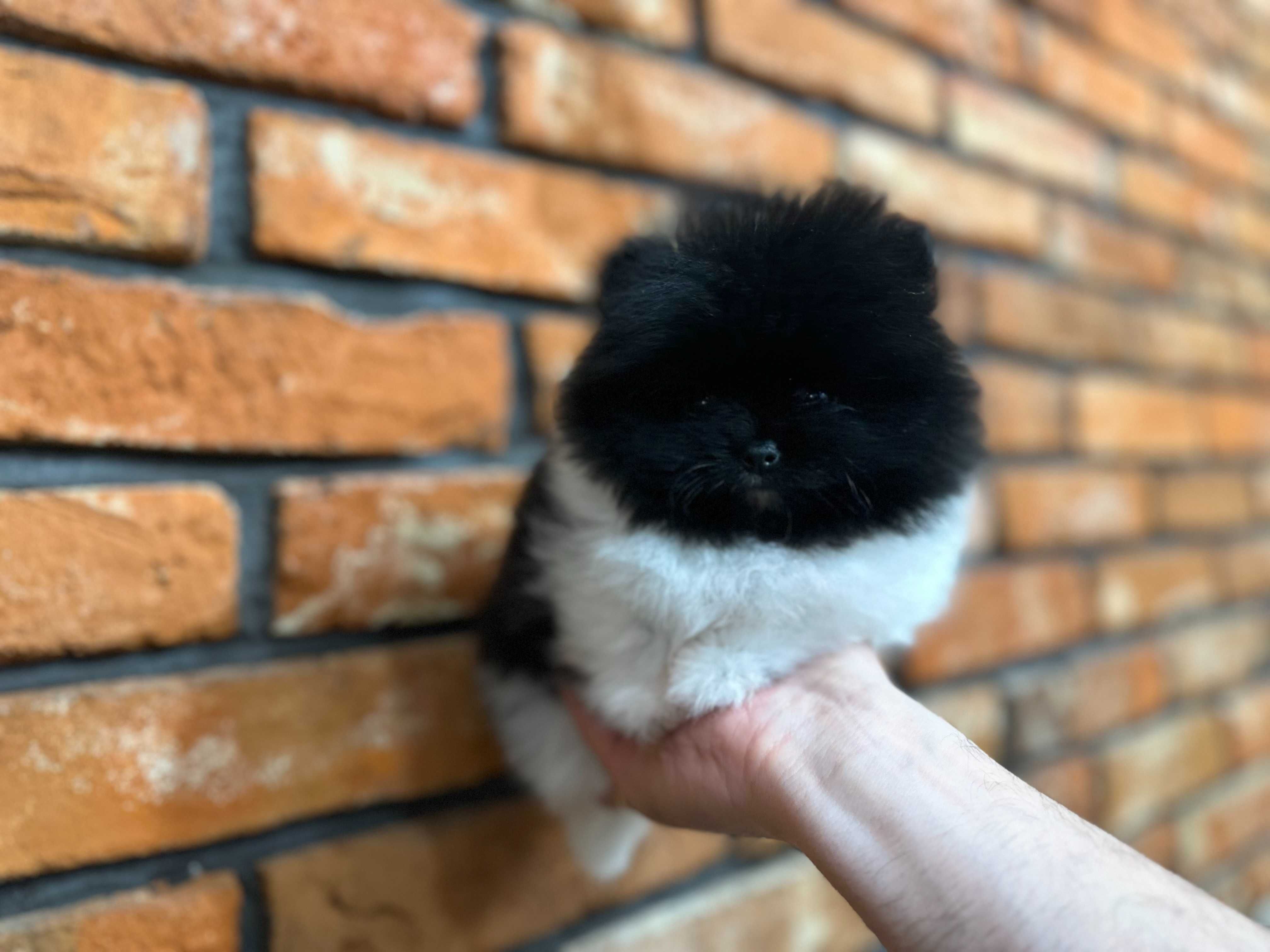 Szpic miniaturowy MINI MINI chłopczyk * CAŁUS* Pomeranian