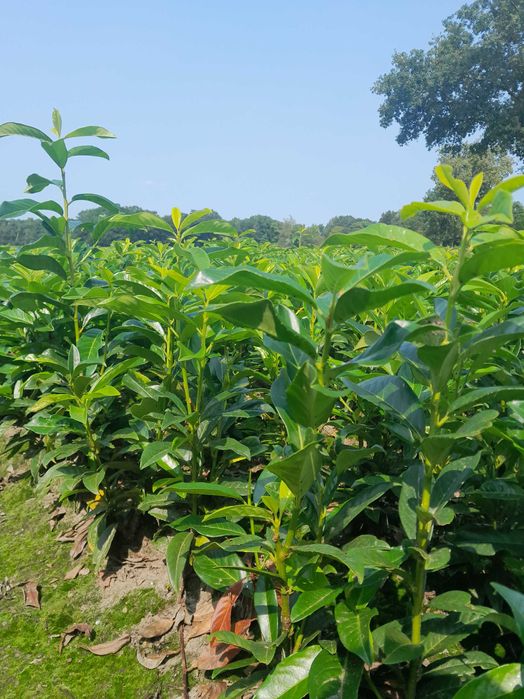 Novita! Laurowiśnia wschodnia! 150,180+ cm! Elly! Caucasica! Sadzimy!