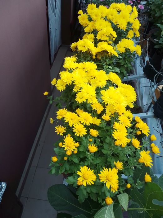 Хризантема мультифлора