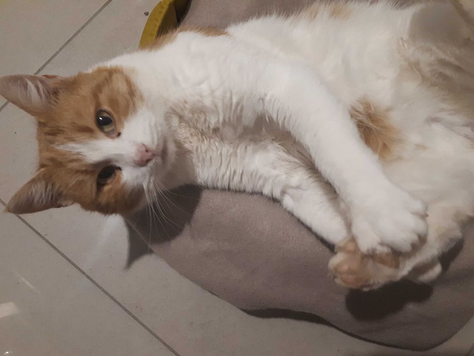 Czekanie na rodzinę, adopcja