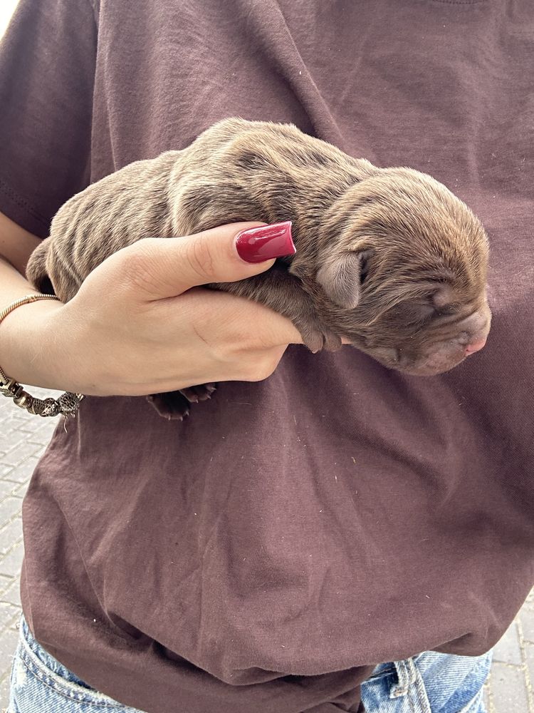 Szczeniak Bandog