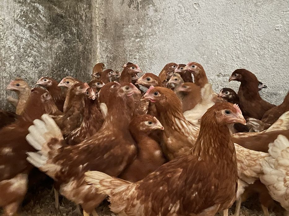 Galinhas poedeiras