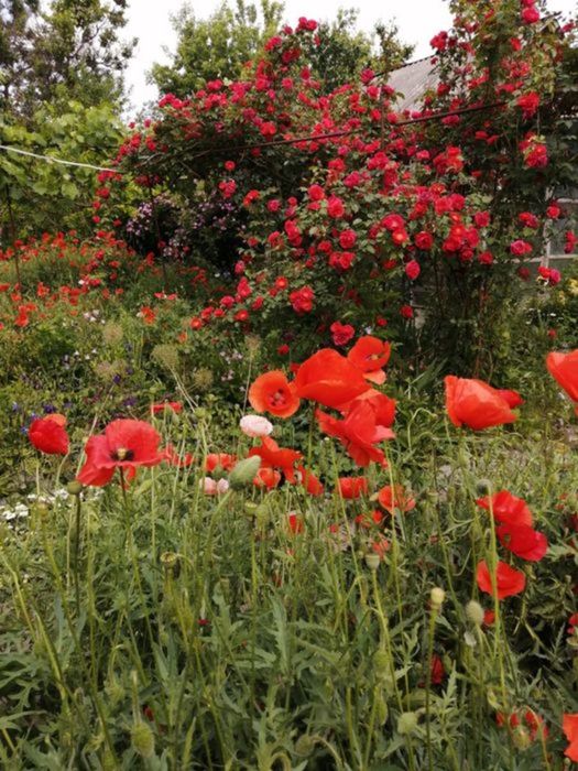 Продам будинок з ексклюзивною земельною ділянкою в центрі міста.