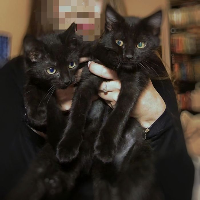 Dwa 4-miesięczne, czarne kocurki