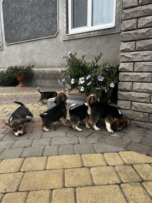 Цуценятка біглів