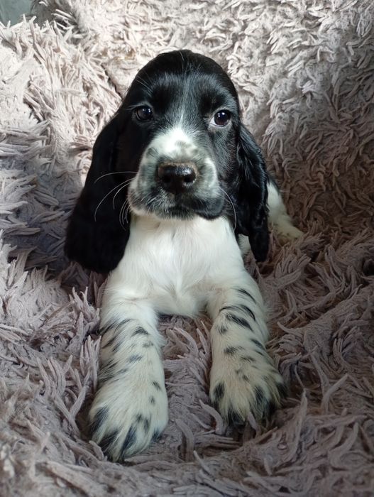 Piesek rasy Cocker Spaniel Angielski