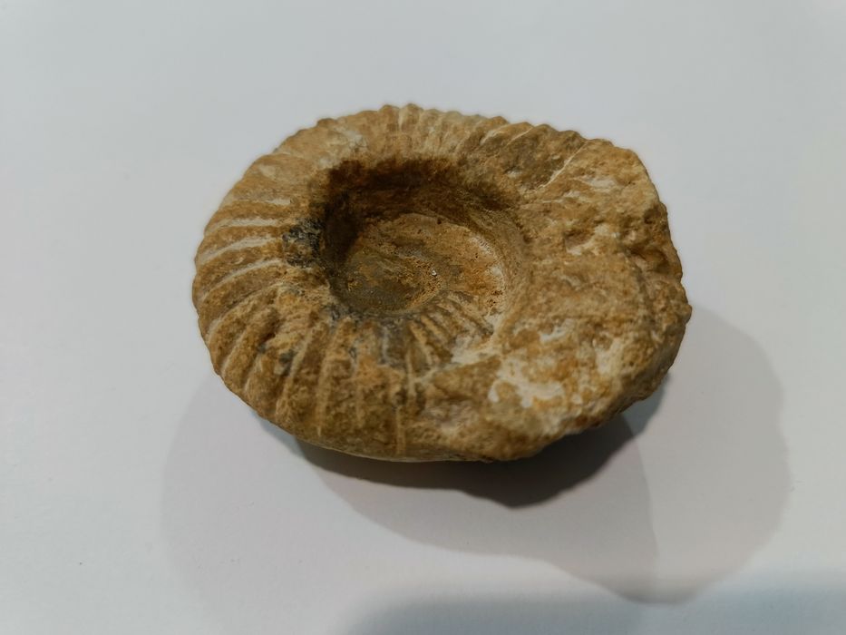 Naturalna skamienielina Amonit