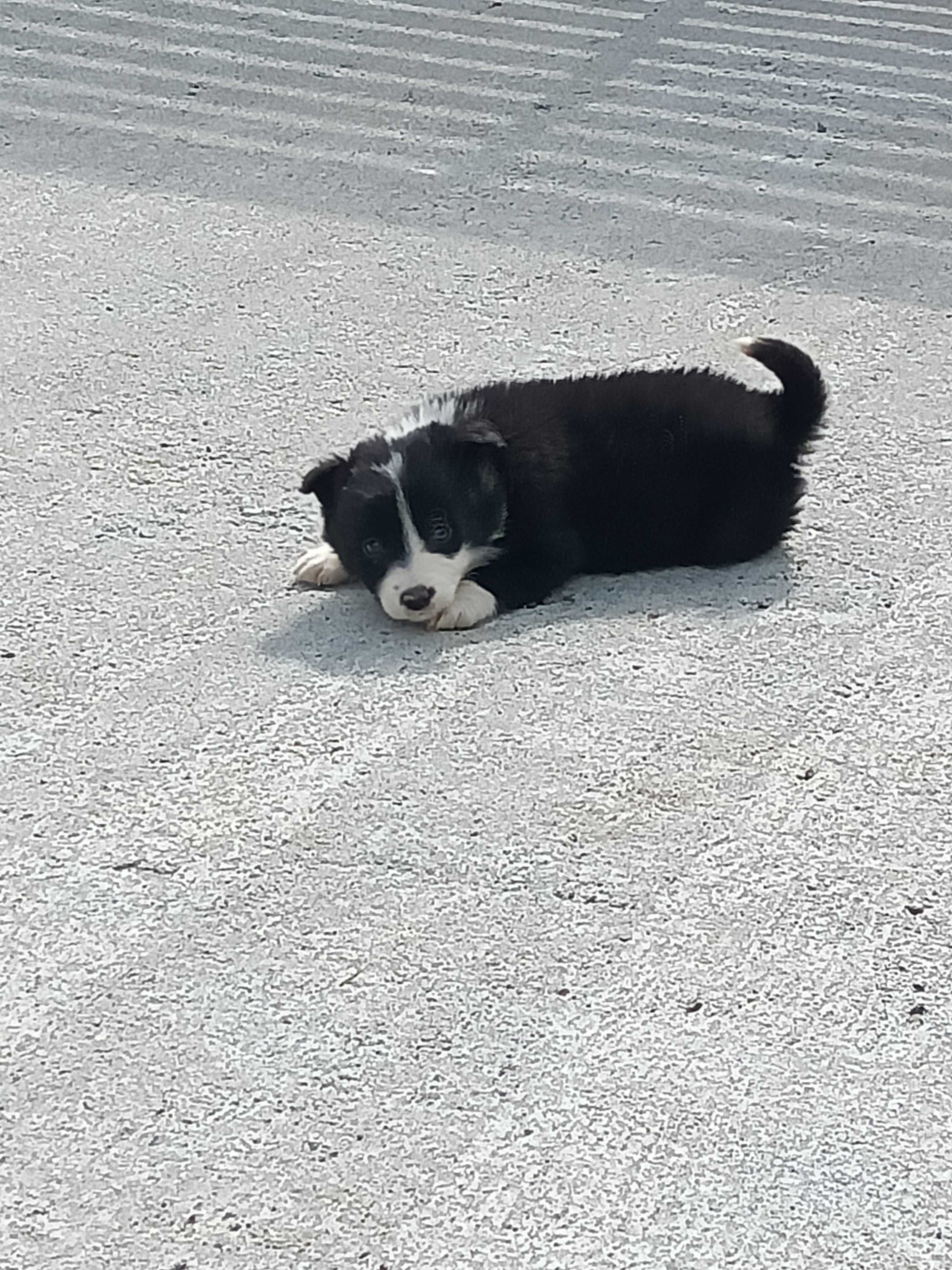 Border Collie -czarno-białe