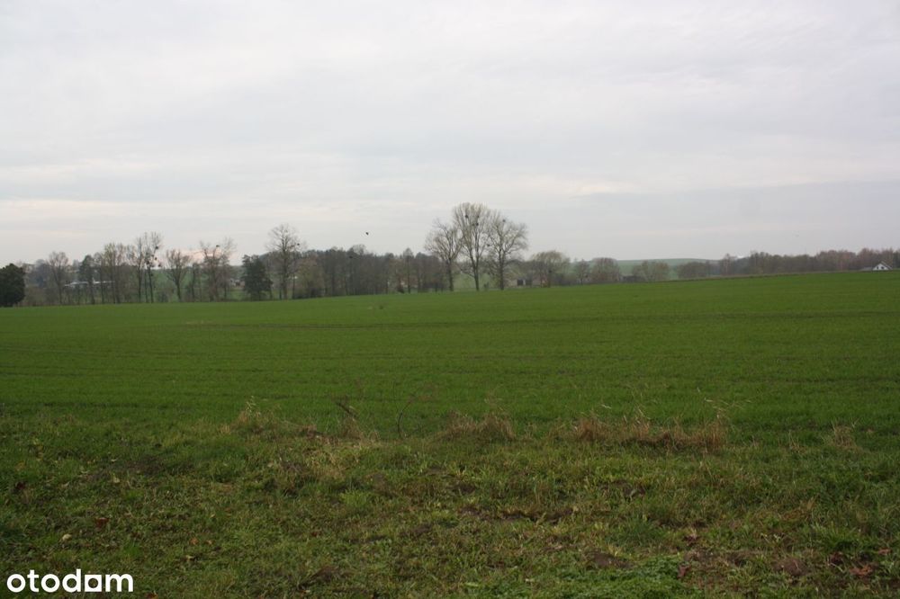 Syndyk sprzeda działkę w Targowisku, gmina Lubawa