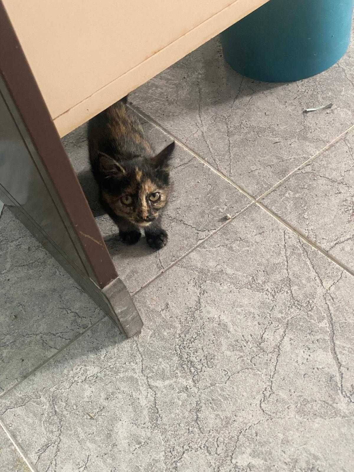 Gata de 3 meses para Adoção Responsável