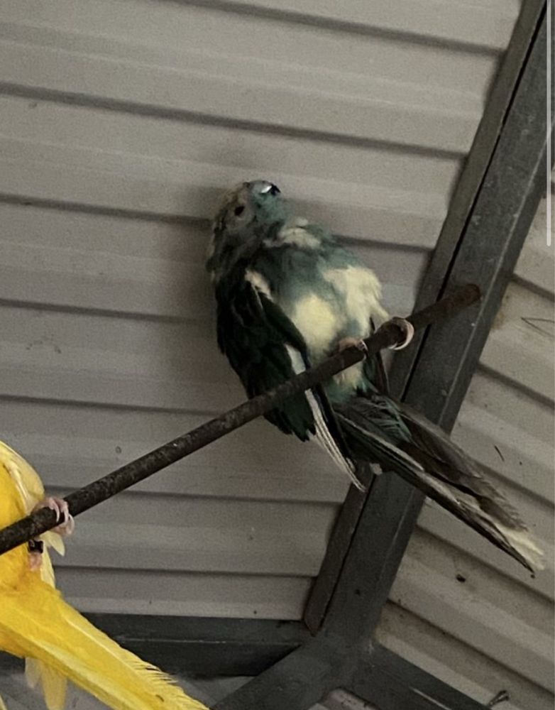 kakariki macho azul de 2021