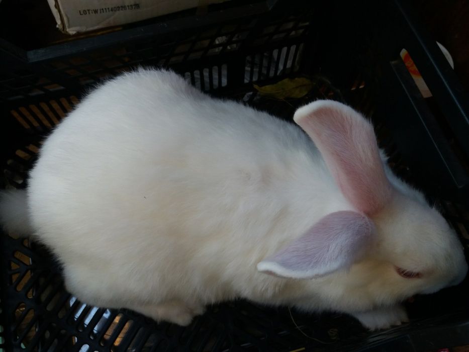 Продам Кролики ПАНОН