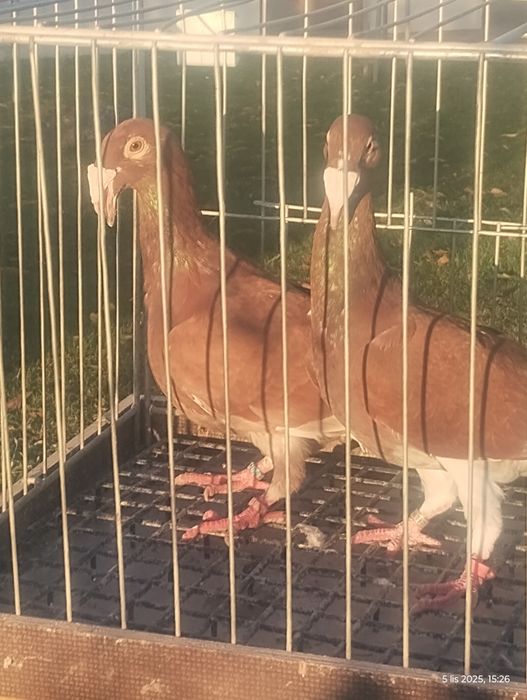 Rzeszowski gołębie rzeszowskie