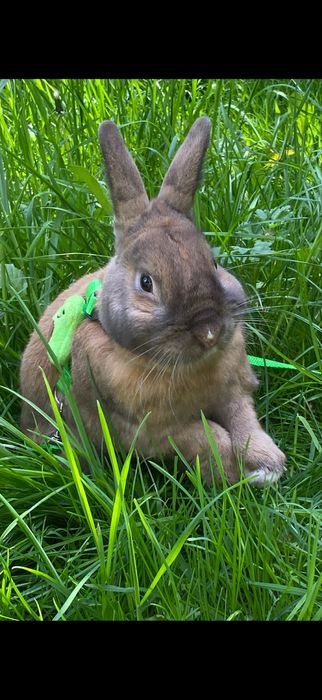 Oddam królika kastrowanego z klatką