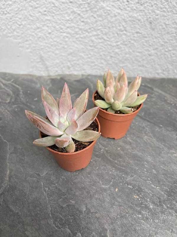 Сукулент Ехеверія Толіманенсіс (Echeveria tolimanensis)