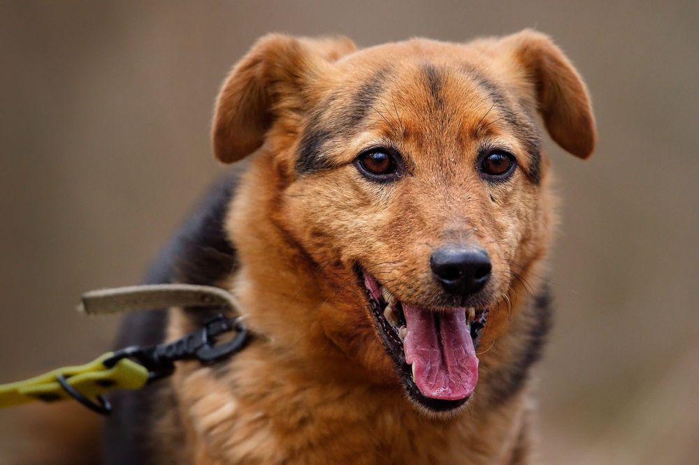 Ozi nie wie czym jest dom