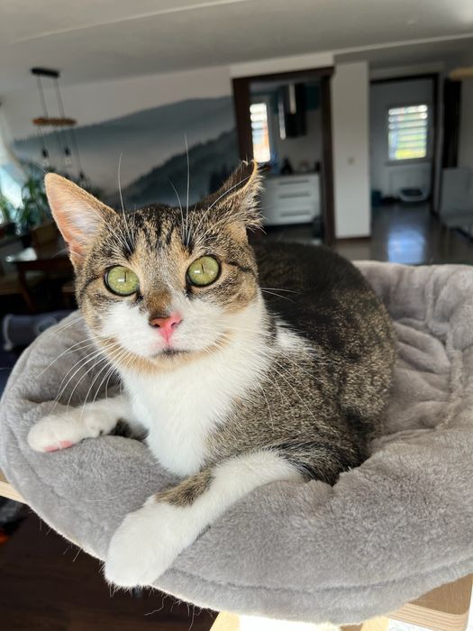 Lilo - bezdomna koteczka szuka domu