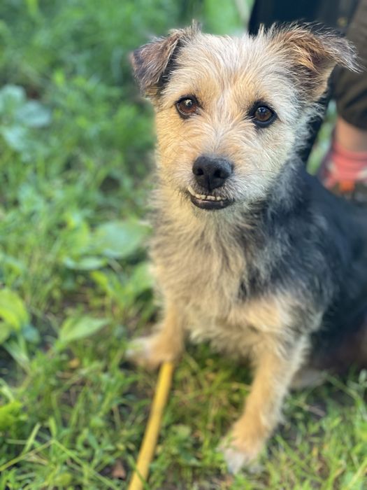 Жужа- маленька собачка шукає дім