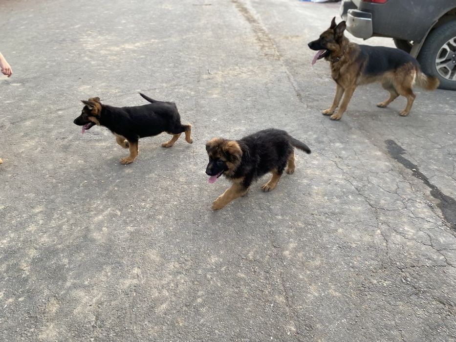 Продам цуценят німецької  вівчарки