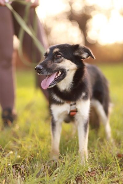 Mela - wyjątkowa i delikatna suczka poleca się do adopcji