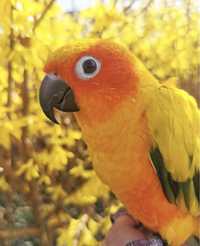 Красочный Попугай Солнечный Аратинга говорящий