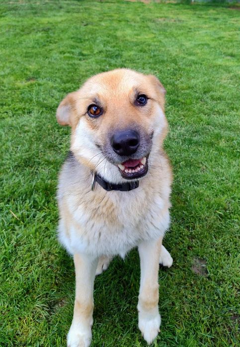 Adoptuj Oskarka przed zimą