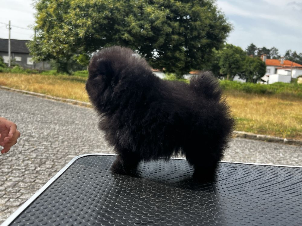 Lulu da pomerania spitz anao