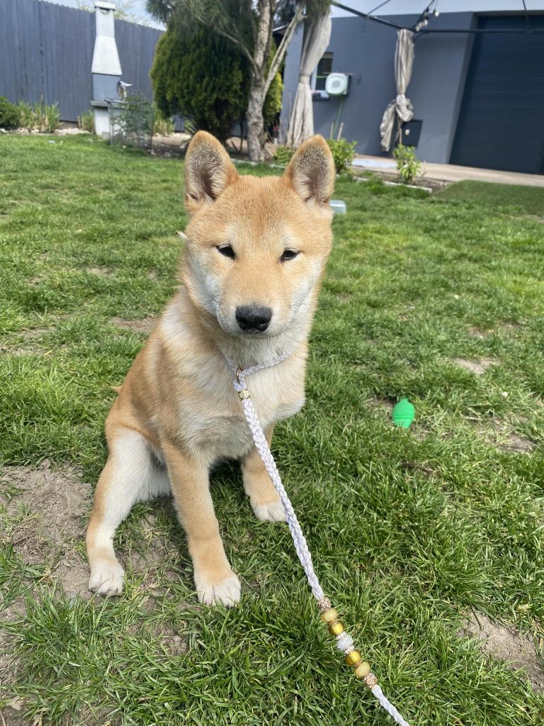 Shiba inu dziewczyna