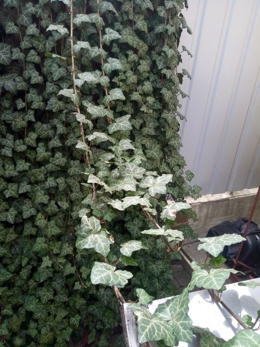 Гілки  плюща  КРАСИВІ по 1-2м