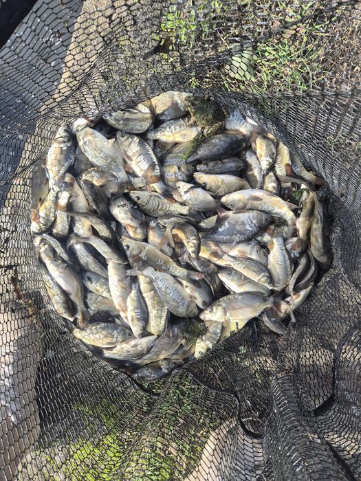 Narybek Karpia Dworzysko