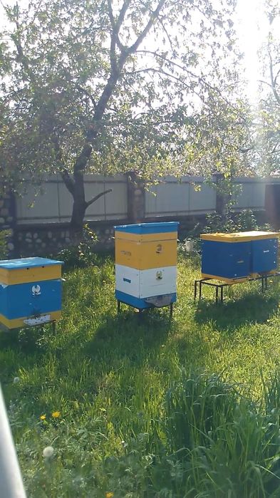 Бджоли,пакети,можлива доставка по області.