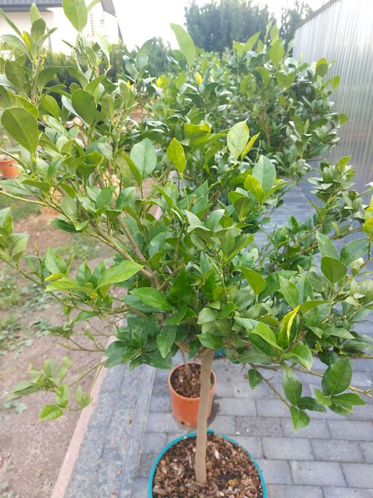 Drzewka cytrusowe
