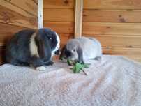 Króliki miniaturki mini loop mini lop