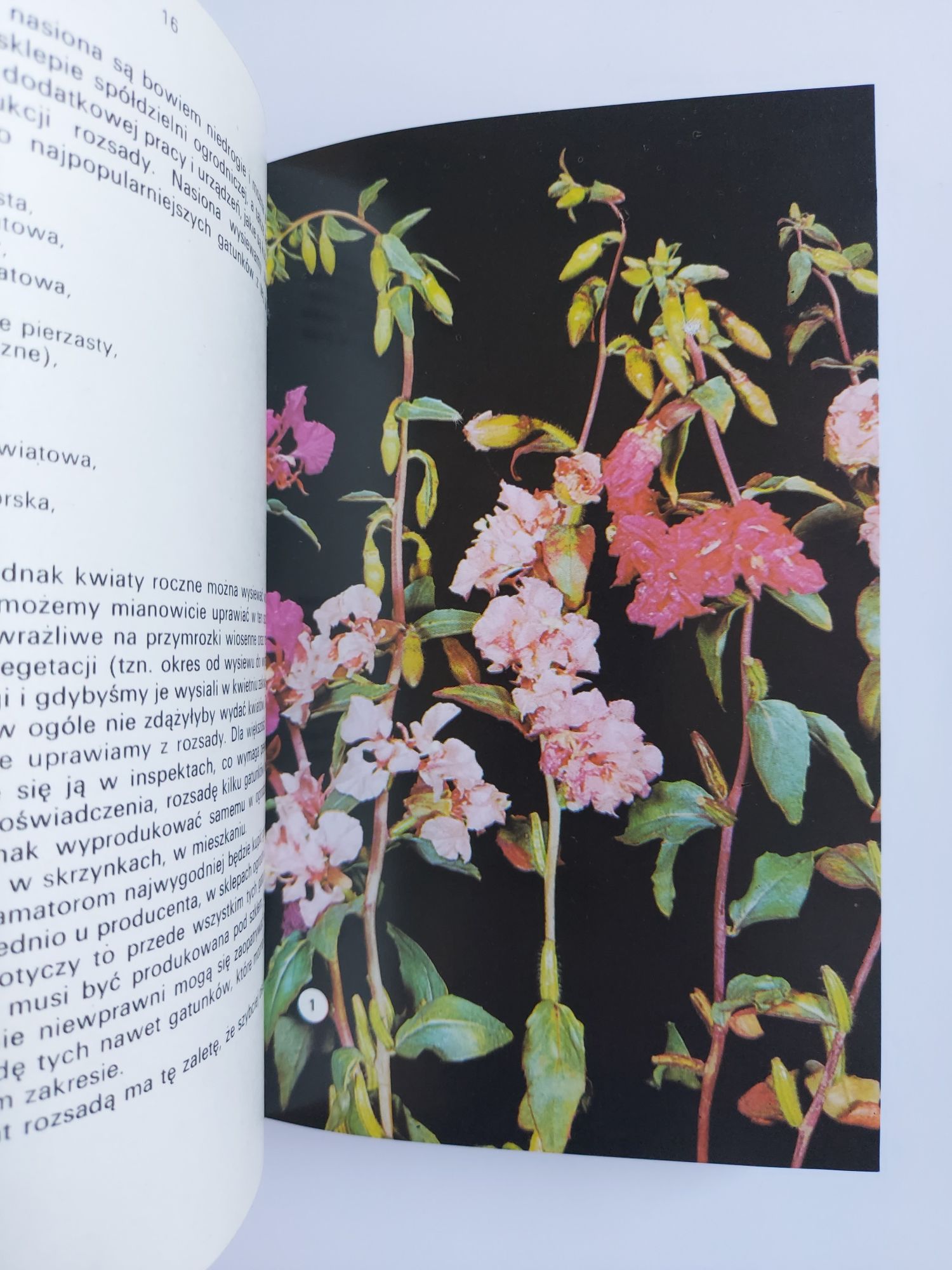 Kwiaty w ogródku - Izabela Kiljańska