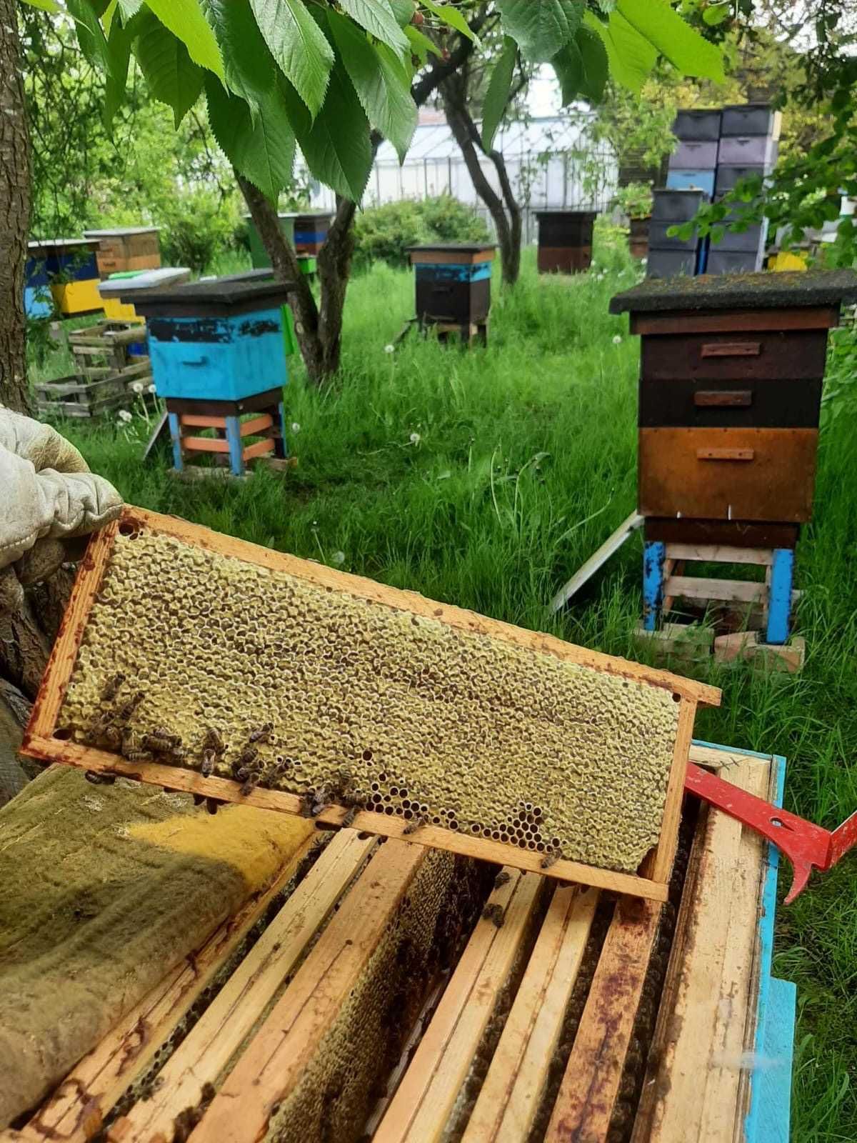 Odkłady pszczele na ramce wielkopolskiej.