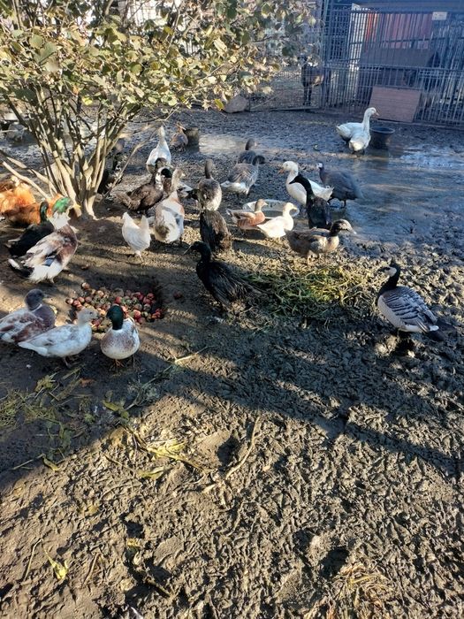 Kaczki staropolskie młode