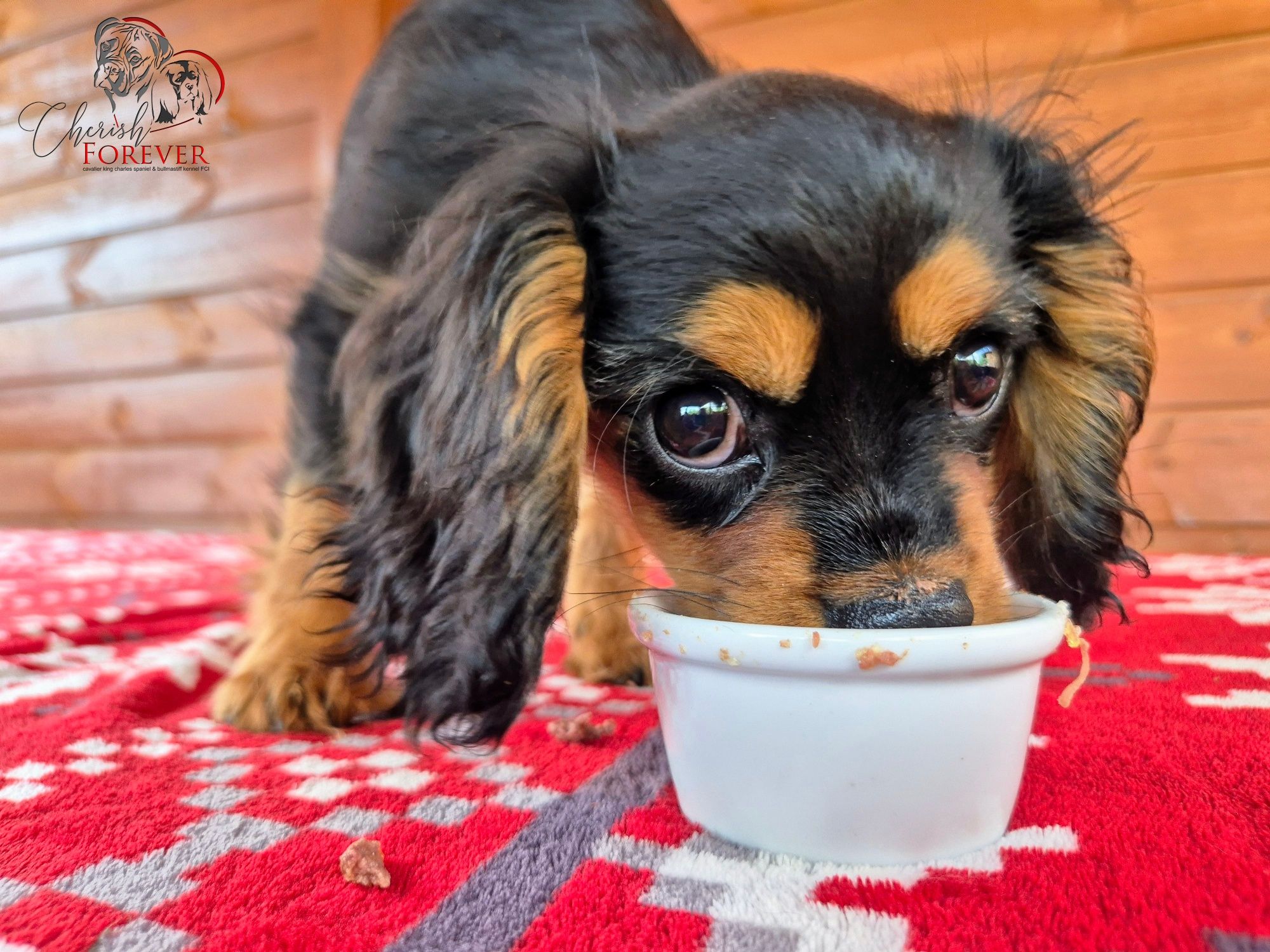 Szczenię Cavalier King Charles Spaniel