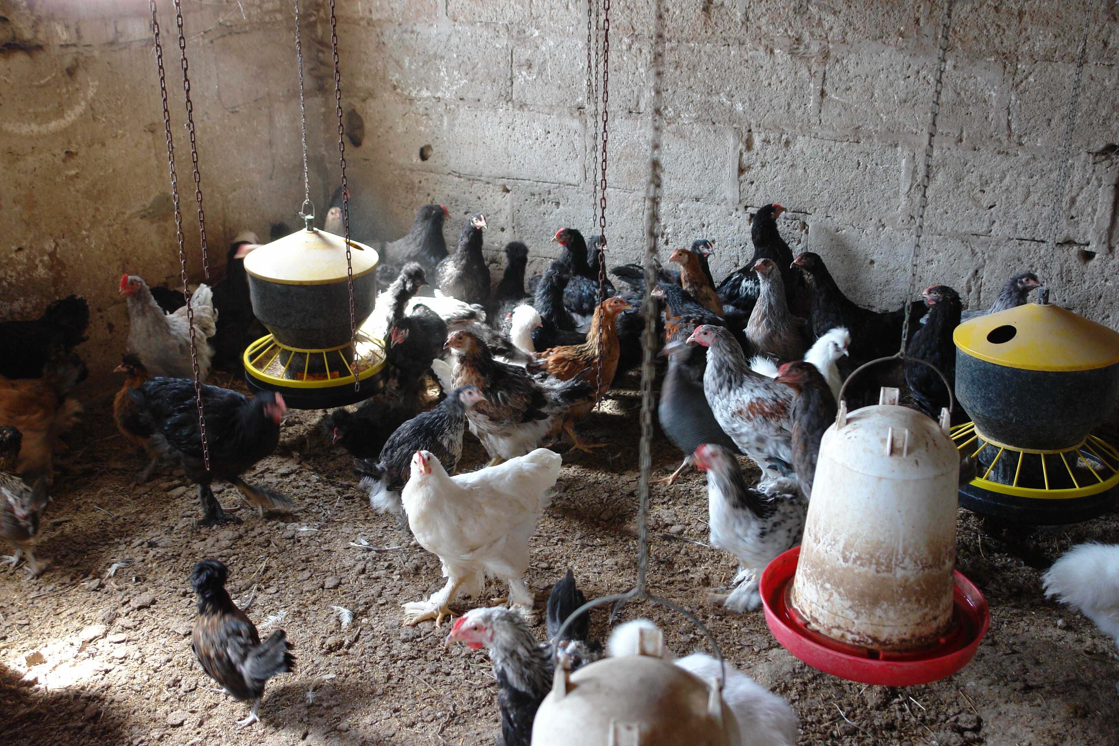 koguty kury młode brahma silka czubatka ayam cemani