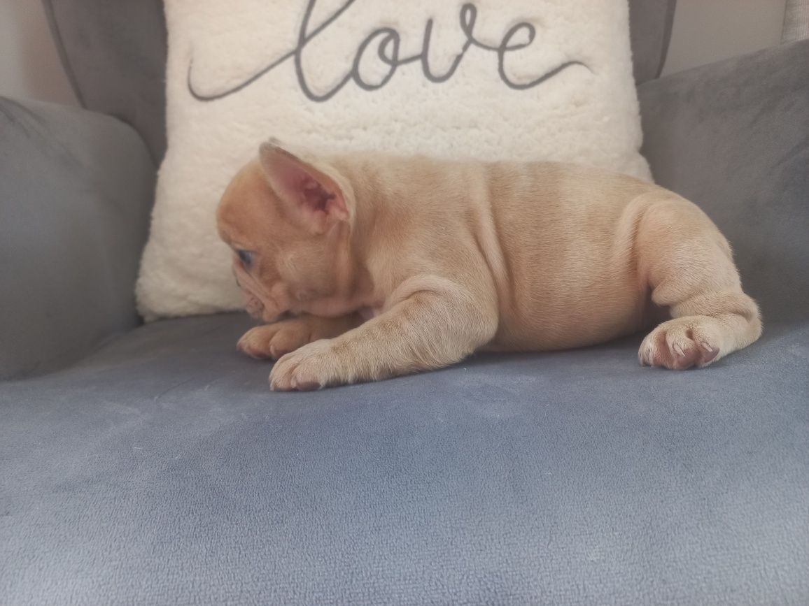 Bulldog francês Exelente exemplar